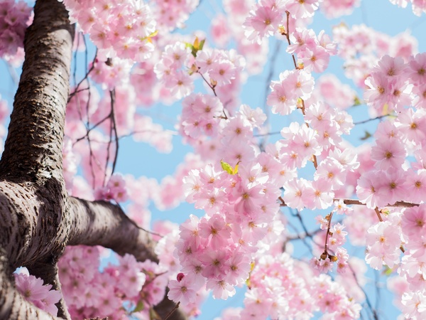 A cherry blossoms tree viewed from below.